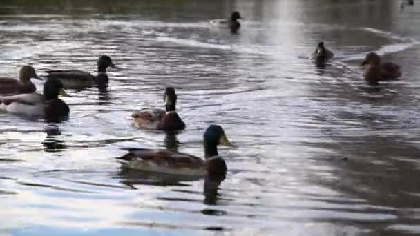 Anatre Selvatiche Sul Lago Paesaggio Selvaggio — Video Stock