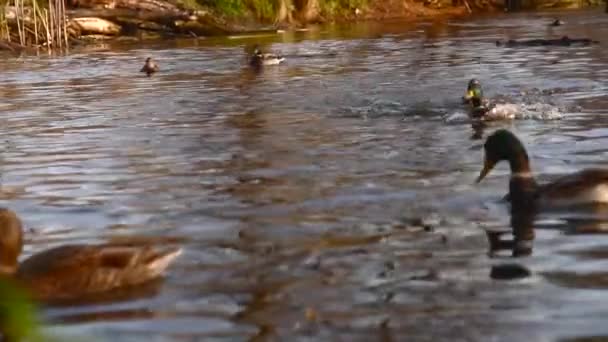 Wildenten Auf Dem See Wilde Landschaft — Stockvideo