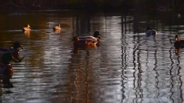 Patos Salvajes Lago Paisaje Salvaje — Vídeo de stock