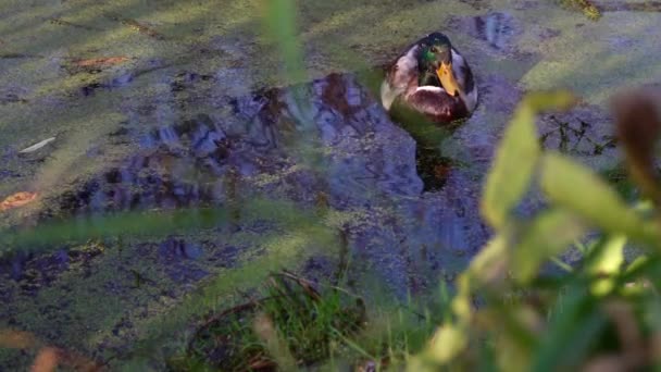 Anatre Selvatiche Sul Lago Paesaggio Selvaggio — Video Stock