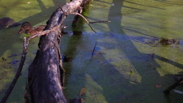 Patos Selvagens Lago Wild Paisagem — Vídeo de Stock