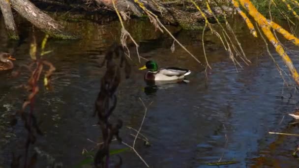 Vilda Ankor Sjön Vilt Landskap — Stockvideo