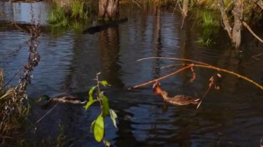 Göldeki vahşi ördekler. Vahşi doğa. 