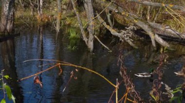 Göldeki vahşi ördekler. Vahşi doğa. 