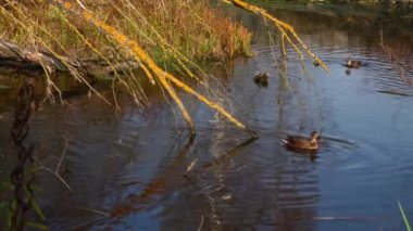 Göldeki vahşi ördekler. Vahşi doğa. 