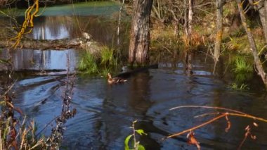 Göldeki vahşi ördekler. Vahşi doğa. .