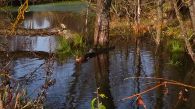Göldeki vahşi ördekler. Vahşi doğa. 