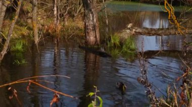 Göldeki vahşi ördekler. Vahşi doğa. 