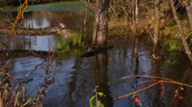 Göldeki vahşi ördekler. Vahşi doğa. 