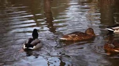 Göldeki vahşi ördekler. Vahşi doğa. 