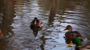 Göldeki vahşi ördekler. Vahşi doğa. 