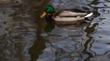 Göldeki vahşi ördekler. Vahşi doğa. 