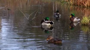 Göldeki vahşi ördekler. Vahşi doğa. 