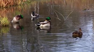 Göldeki vahşi ördekler. Vahşi doğa. 