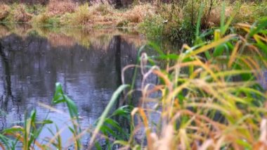 Nehir ormandan akıyor. Ormanda akarsu. Ağır çekim.