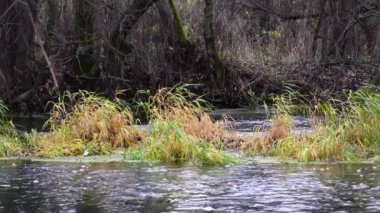 Nehir ormandan akıyor. Ormanda akarsu. Ağır çekim.
