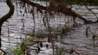 Nehir ormandan akıyor. Ormanda akarsu. Ağır çekim.