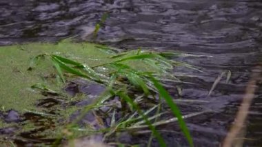 Nehir ormandan akıyor. Ormanda akarsu. Ağır çekim.