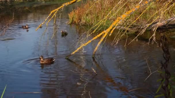 Vilda Ankor Sjön Vilt Landskap — Stockvideo