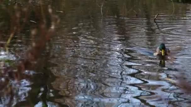 호수에 오리들 — 비디오