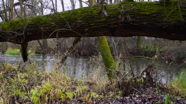 Nehir Ormandan Akıyor Ormanda Akarsu Ağır Çekim — Stok video