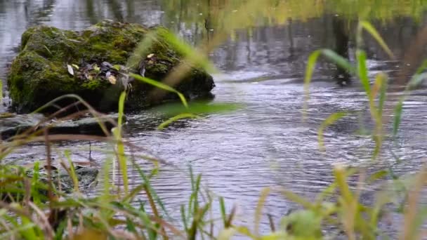 Rzeka Przepływająca Przez Las Strumień Lesie Slow Motion — Wideo stockowe