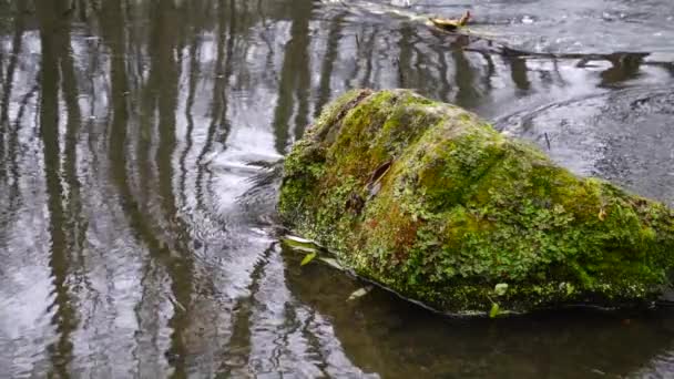 Rivière Qui Coule Dans Forêt Ruisseau Dans Forêt Slow Motion — Video