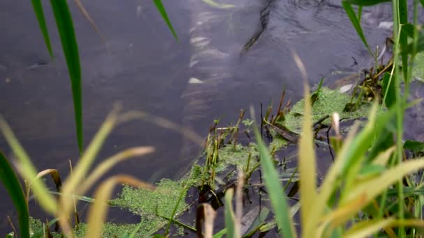 River Flowing Forest Stream Forest Slow Motion — Stock Video