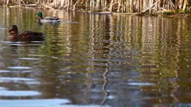 Göldeki vahşi ördekler. Vahşi doğa. . 