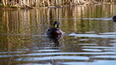 Göldeki vahşi ördekler. Vahşi doğa. . 
