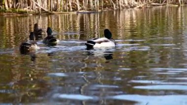 Göldeki vahşi ördekler. Vahşi doğa. . 