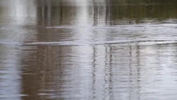 Patos Salvajes Lago Paisaje Salvaje — Vídeo de stock