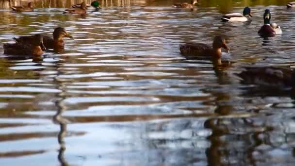 Patos Salvajes Lago Paisaje Salvaje — Vídeo de stock