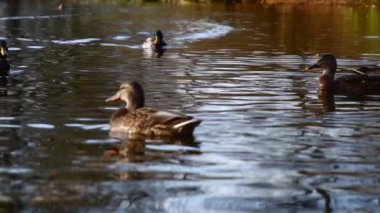 Göldeki vahşi ördekler. Vahşi doğa. . 