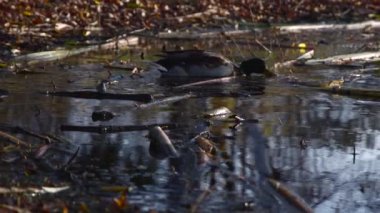 Göldeki vahşi ördekler. Vahşi doğa. .