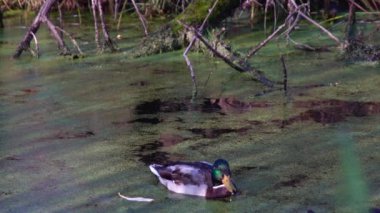 Göldeki vahşi ördekler. Vahşi doğa. .