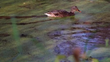 Göldeki vahşi ördekler. Vahşi doğa. .