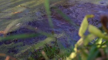 Göldeki vahşi ördekler. Vahşi doğa. .