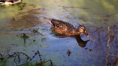 Göldeki vahşi ördekler. Vahşi doğa. . 