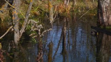 Göldeki vahşi ördekler. Vahşi doğa. . 
