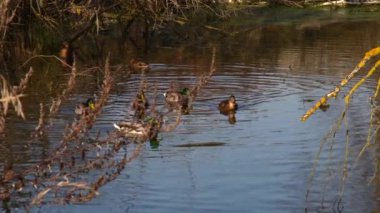 Göldeki vahşi ördekler. Vahşi doğa. . 