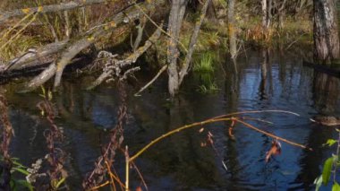 Göldeki vahşi ördekler. Vahşi doğa. .
