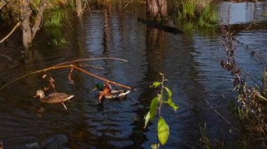 Göldeki vahşi ördekler. Vahşi doğa. .