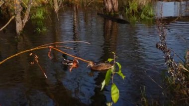 Göldeki vahşi ördekler. Vahşi doğa. .