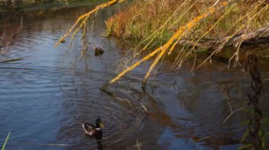 Göldeki vahşi ördekler. Vahşi doğa. .