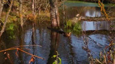 Göldeki vahşi ördekler. Vahşi doğa. .