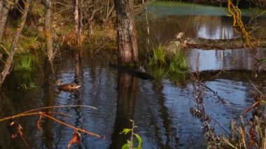 Göldeki vahşi ördekler. Vahşi doğa. .
