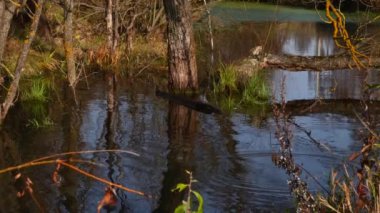 Göldeki vahşi ördekler. Vahşi doğa. .