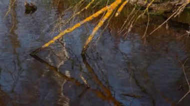 Göldeki vahşi ördekler. Vahşi doğa. .