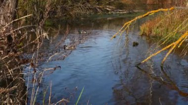 Göldeki vahşi ördekler. Vahşi doğa. .
